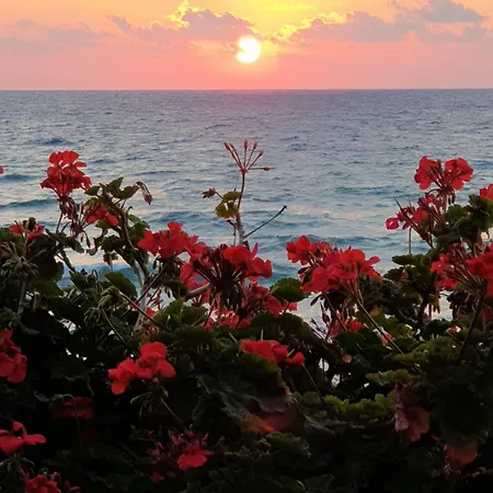 Sun Camero 포모스